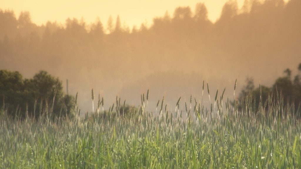 Lake Sonoma 50 - grassy field