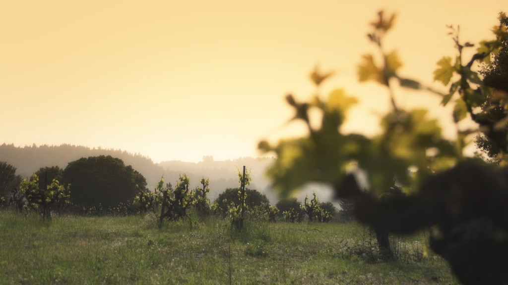 Lake Sonoma 50 - vineyard